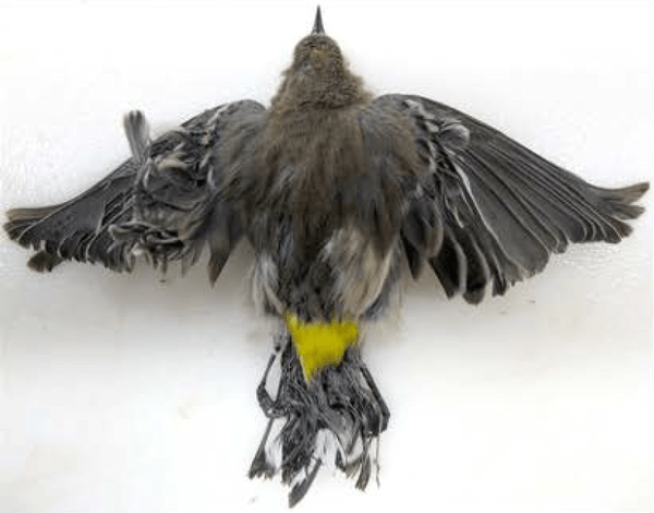 yellow-rumped-warbler-4-8-14-thumb-600x470-71787